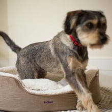 Manhattan Pet Bed